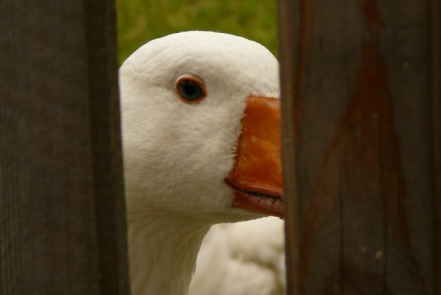 2006